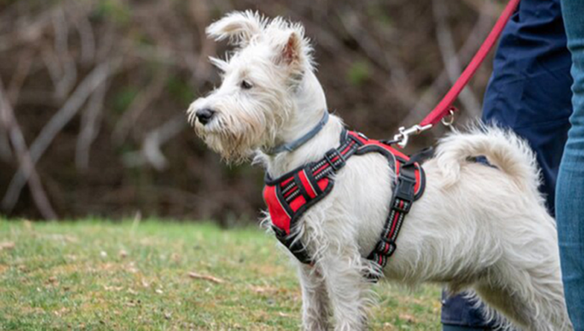 Harnessing Happiness: A Guide to Training Your Dog for the Perfect Walk