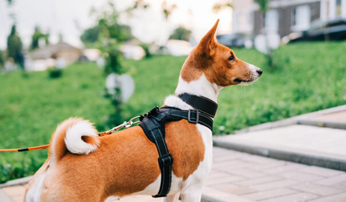 Harnessing Happiness: A Guide to Training Your Dog for the Perfect Walk