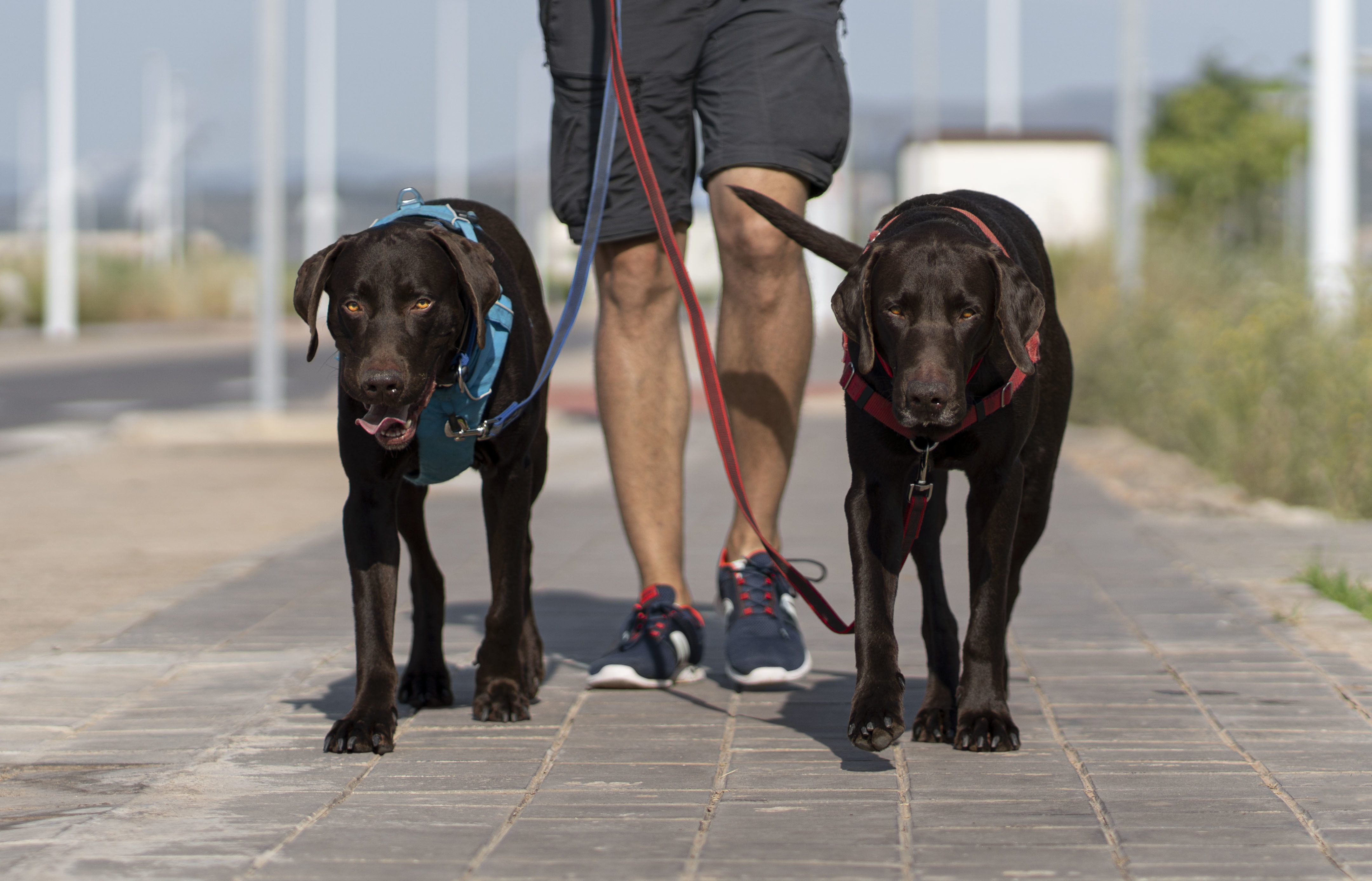 Harnessing Happiness: A Guide to Training Your Dog for the Perfect Walk