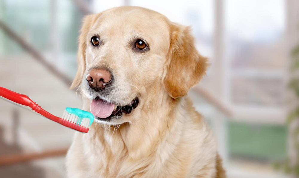 Labrador Dog Clean Teeth