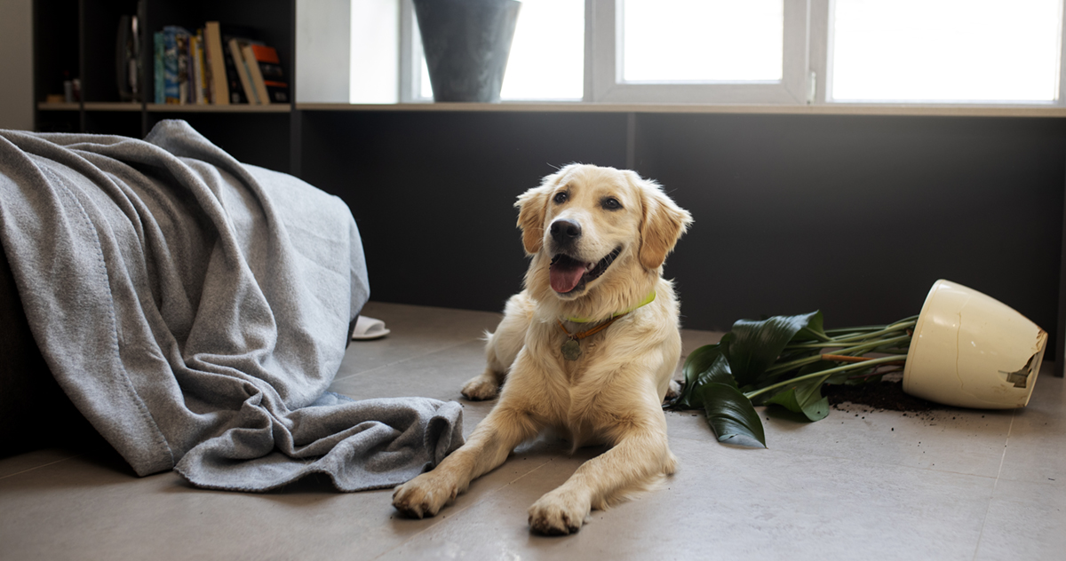 Labrador Retriever 2