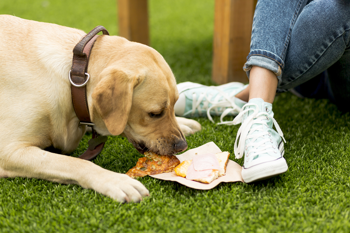 Labrador dog eating sandwich park