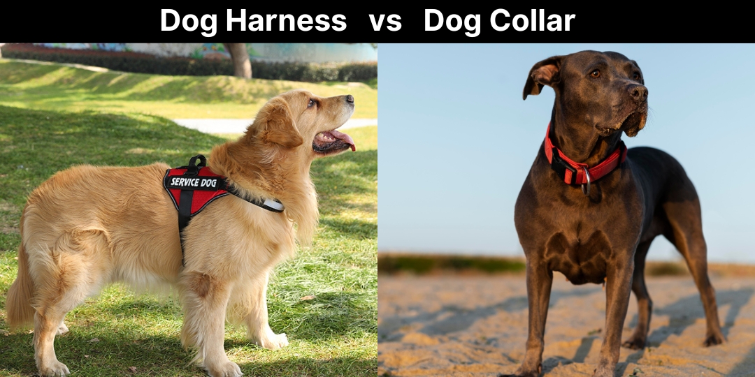 Compare Dog Harness vs Dog Collar