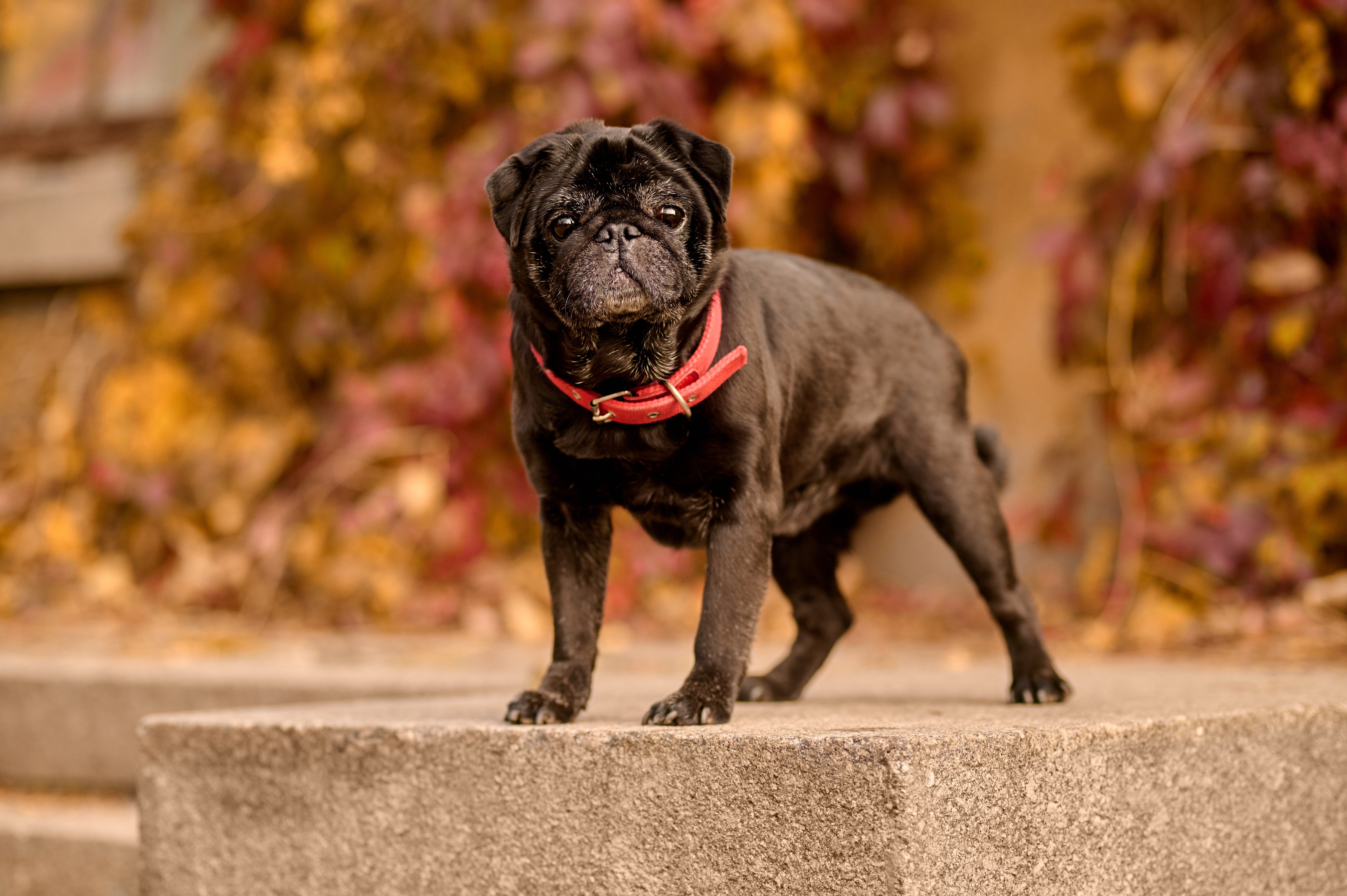 Cute Dog with Collar