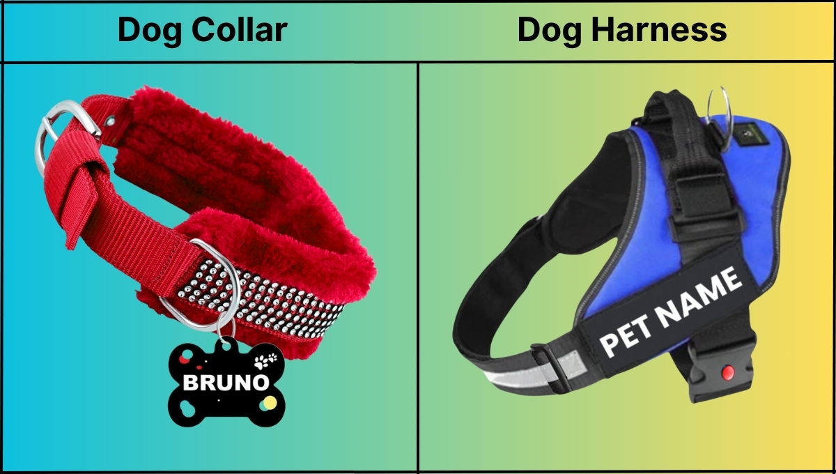 Dog Collar and Dog Harness