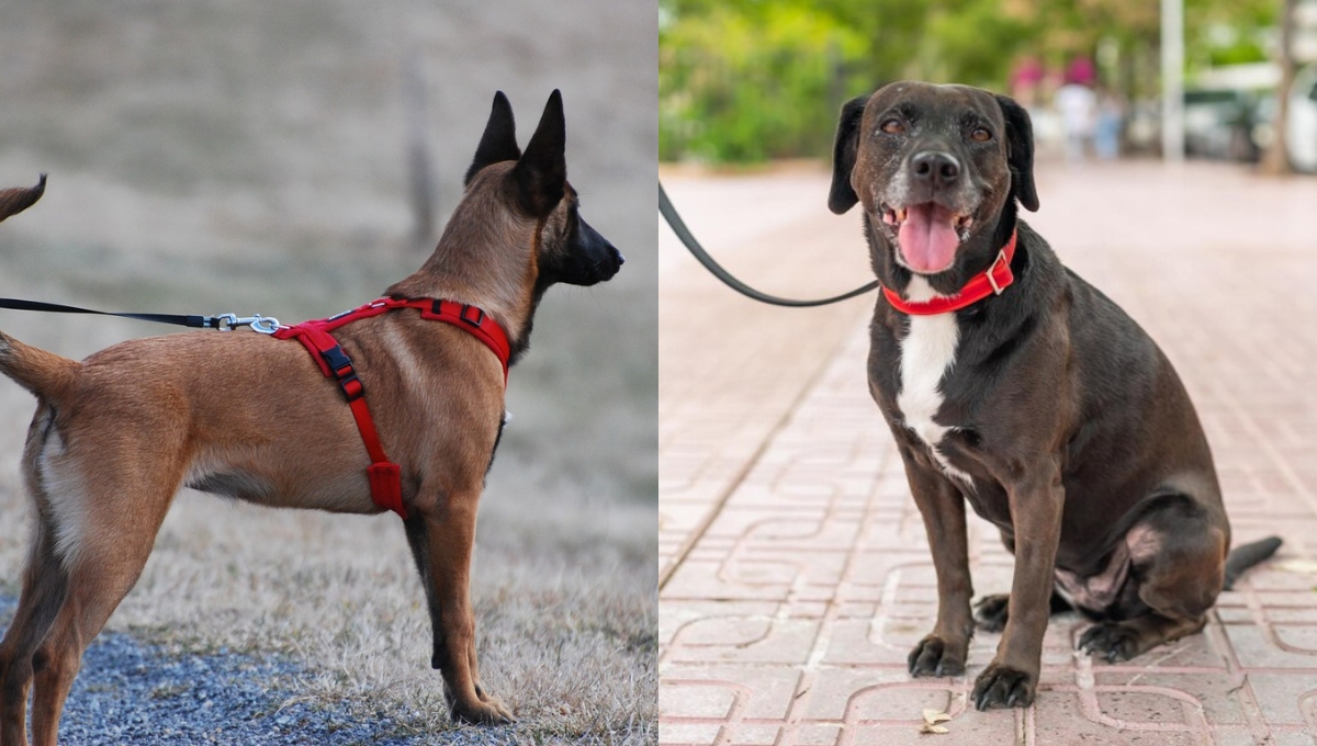 Dog Harness and Dog Collar Image