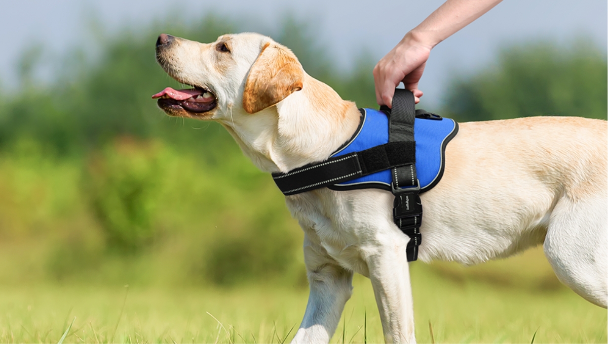 Dog Harness