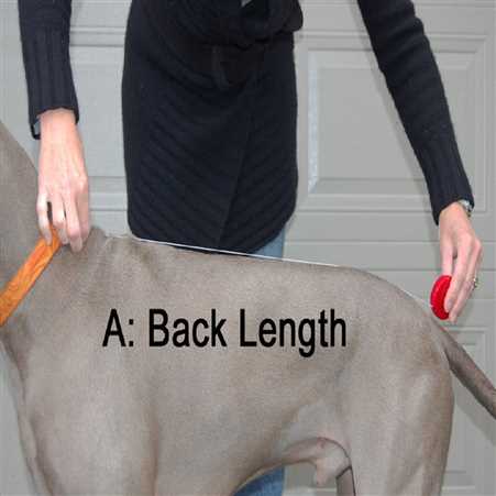How to measure dog length for winter coat - ALCAZAR