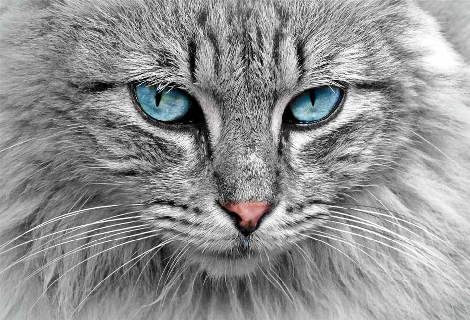 Cat Portrait Painting: A Purr-fect Way to Celebrate Your Feline Friend