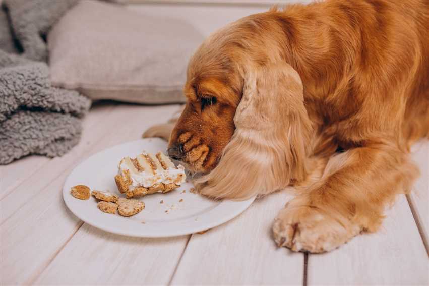 5 Signs To Check If Your Dog Is Healthy!