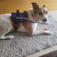 customized dog harness with dog name kobe