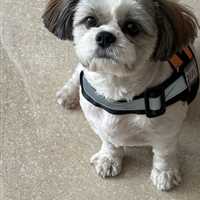 customized dog harness with name